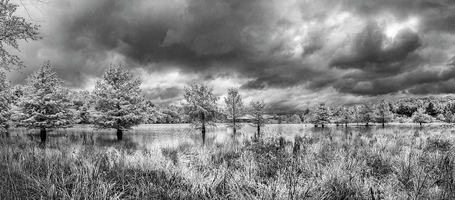 Cypress Trees under the Clouds in Black and White Photograph by Debra and Dave Vanderlaan
