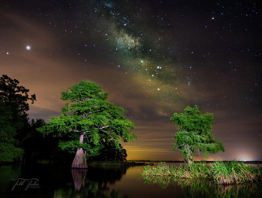 Cypress Trees Under the Milky Way Digital Art by Todd Tucker