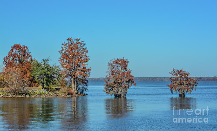 Cypress Trees With Spanish Moss Growing On Them. In Lake Marion At Santee State Park, Santee, Orange Photograph