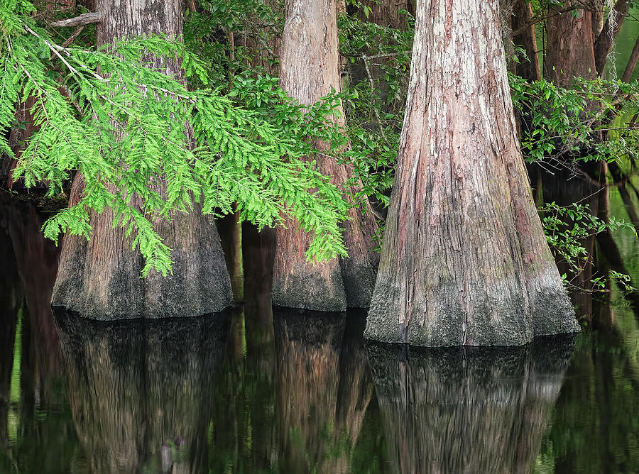 Cypress Trio Photograph by Bill Chambers