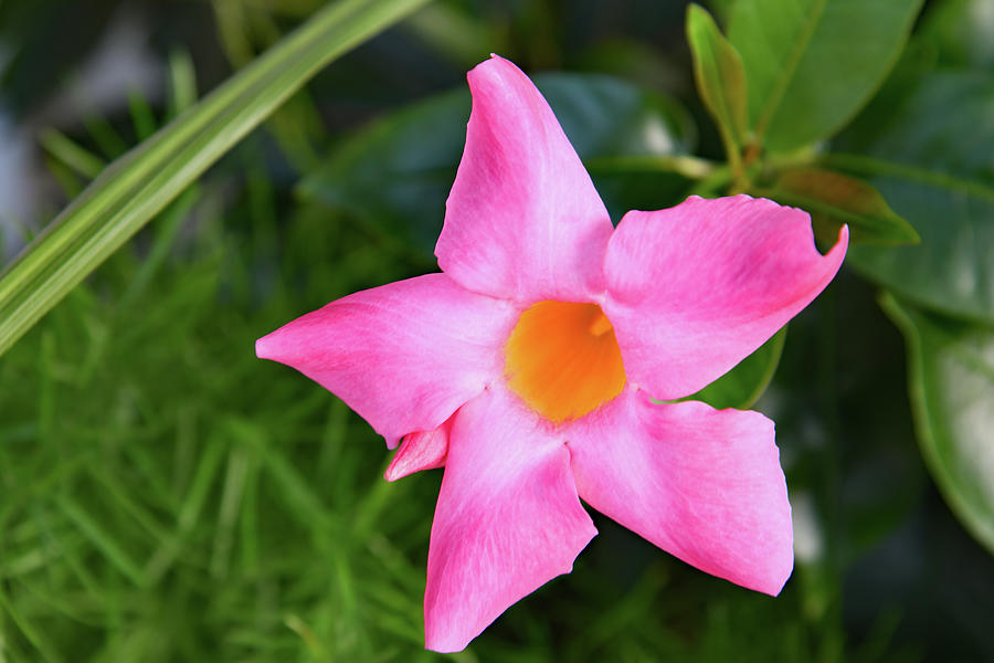 Cypress Vine Flower Photograph by Robert Tubesing - Fine Art America