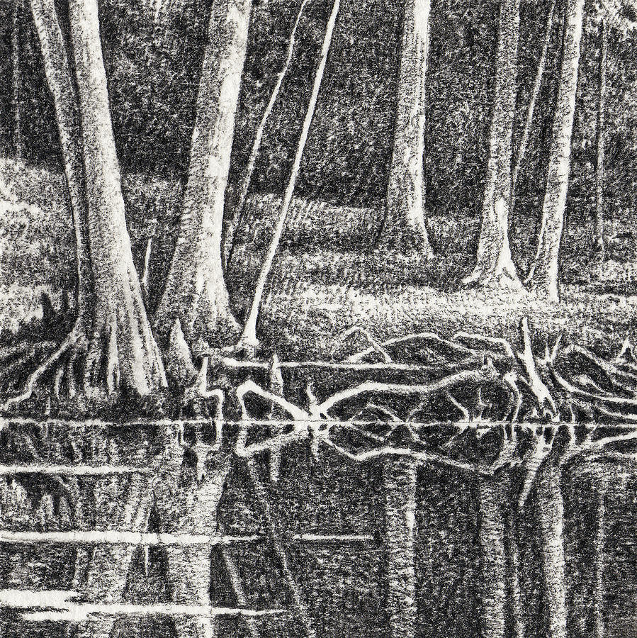 Woodruff Wildlife Refuge Drawing by Michael Everett - Fine Art America