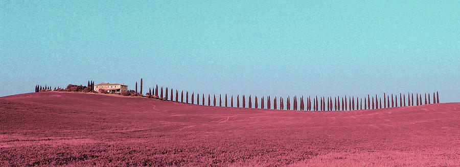 Cypresses - Surreal Art By Ahmet Asar Digital Art