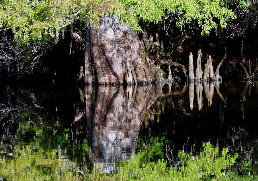 Cypress,Knees and Reflection Photograph by Warren Thompson
