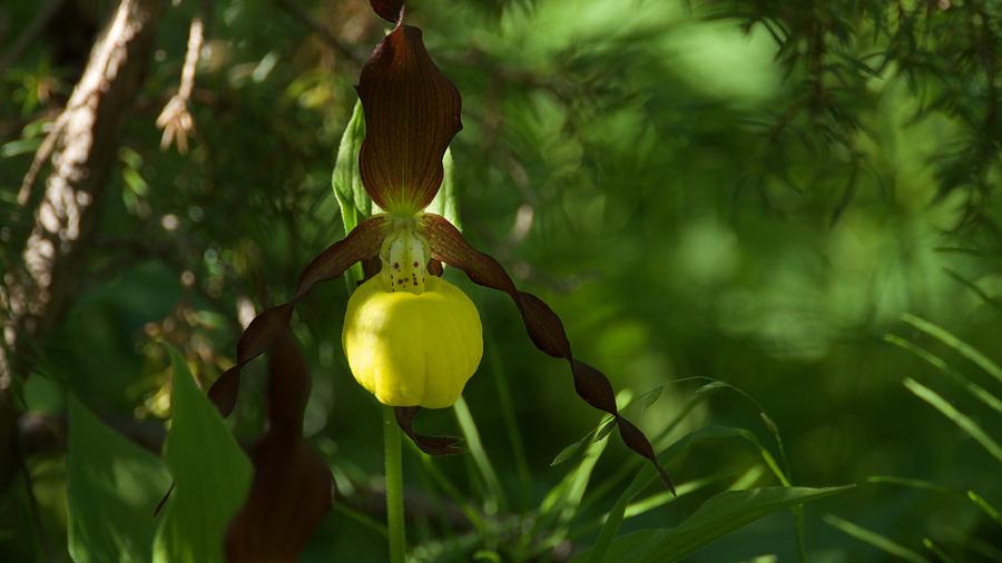 Cypripedium Macranthon, Rare Flowers In Sweden Photograph