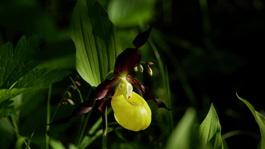 Cypripedium Macranthon, Wild Flowers In Swedish Forest Photograph