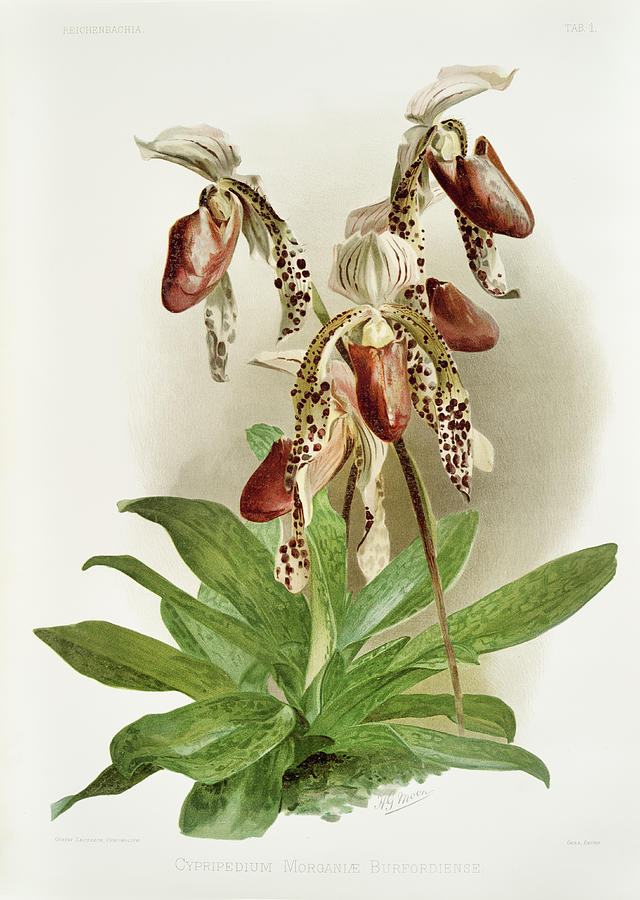 Cypripedium Orchid Painting by World Art Collective