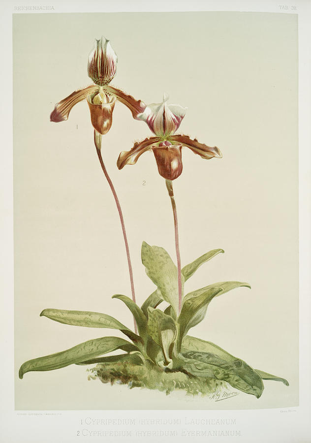 Cypripedium Orchids Painting by World Art Collective