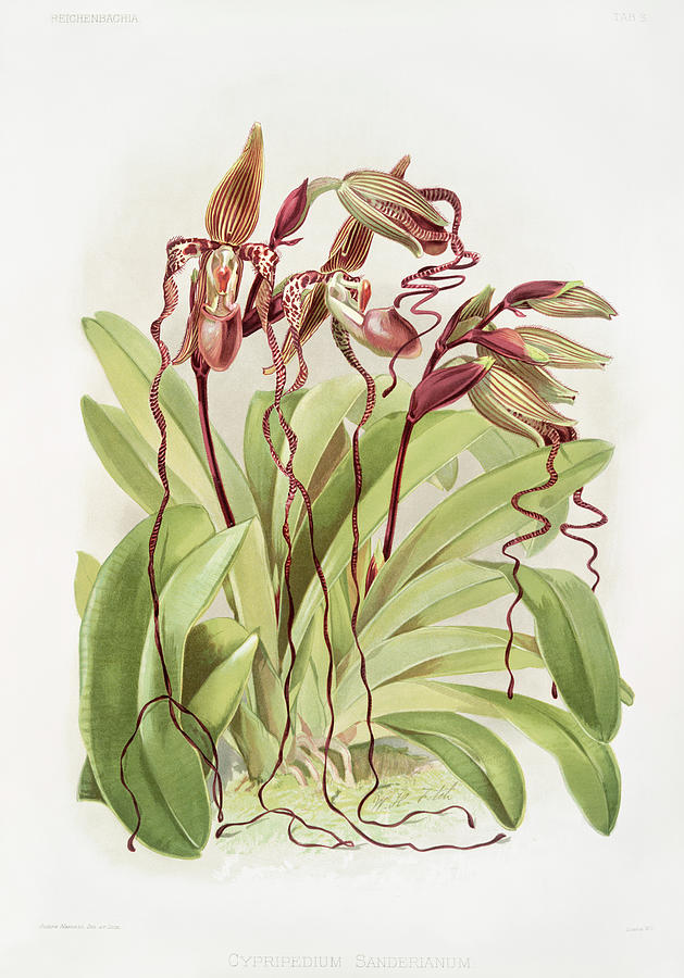 Cypripedium sanderianum orchids Mixed Media by World Art Collective