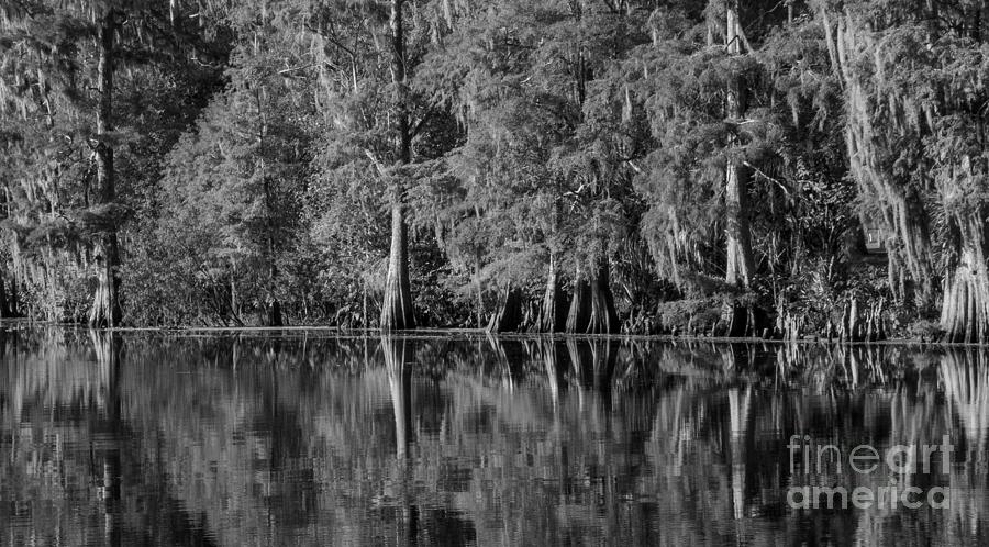 Cyprus Swamp along the Hillsborough River Photograph by L Bosco