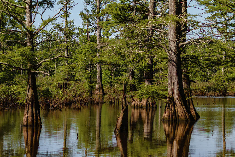 Cyprus Swamp in the Cache Wetlands in Southern Illinois Photograph by Deb Henman Pixels