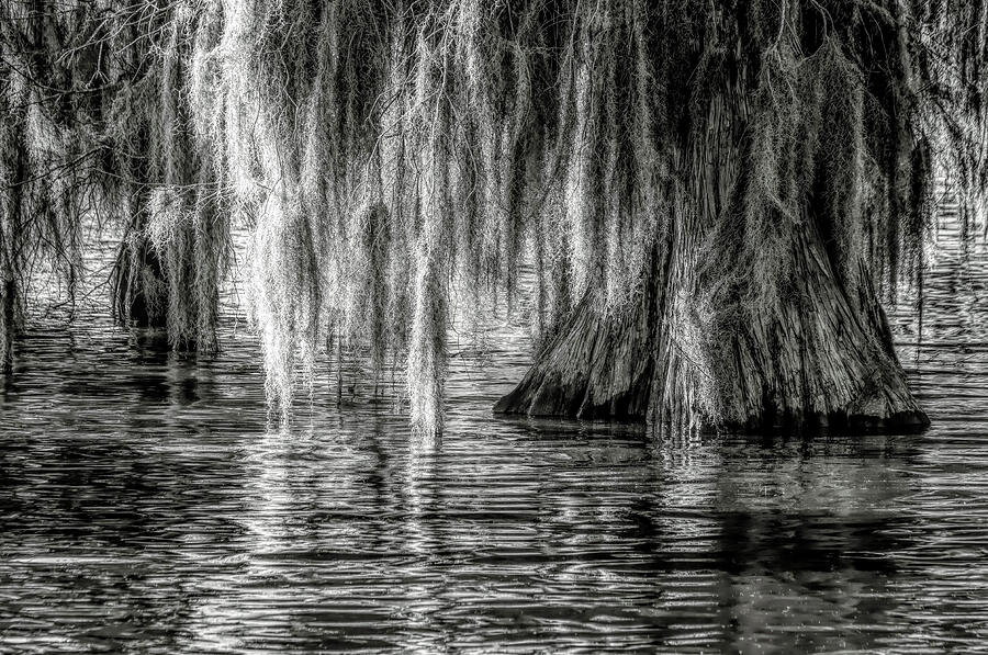 Cypress Tree Reflections Photograph by Norma Brandsberg