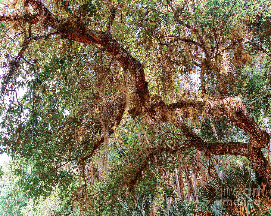 Cyprus Trees Digital Art by Anthony Ellis
