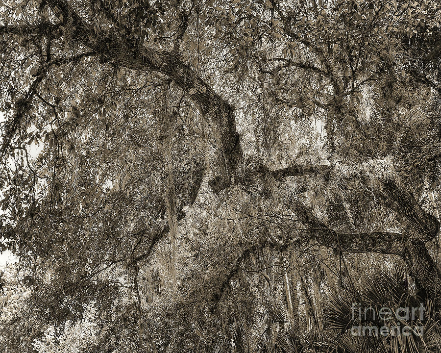 Cyprus Trees - Monochrome Digital Art by Anthony Ellis
