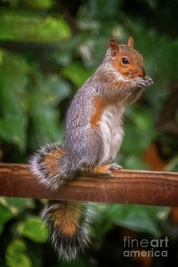 Squirrel Photograph - Cyril the Squirrel by Adrian Evans