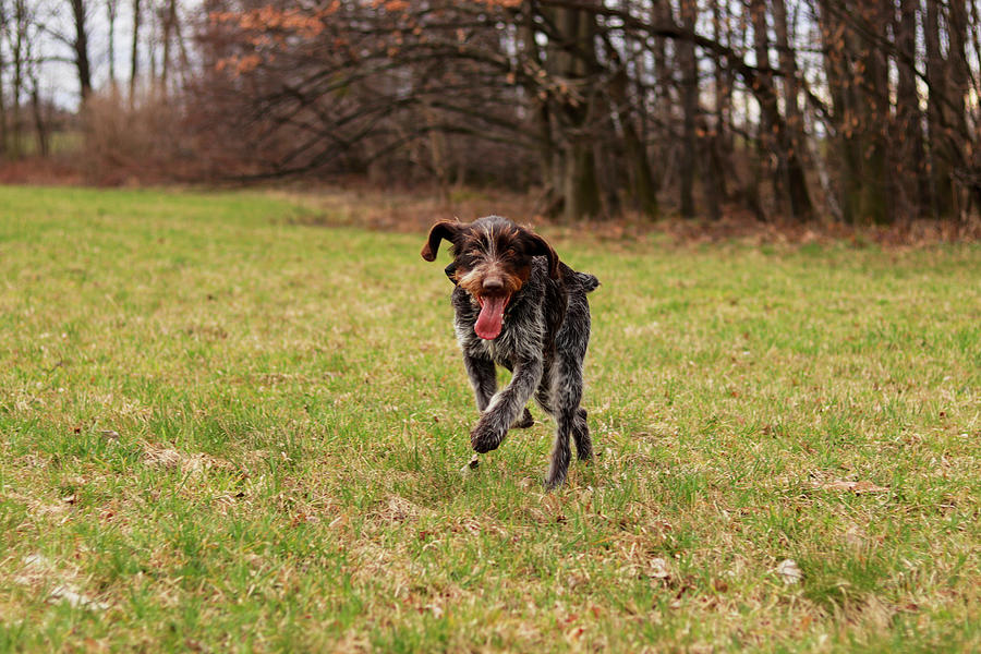 Czech Pointer Enjoys Her Freedom In Wild Nature After Leaves The Yard. Hunting Dog With Funny Expression In Meadow. Photograph