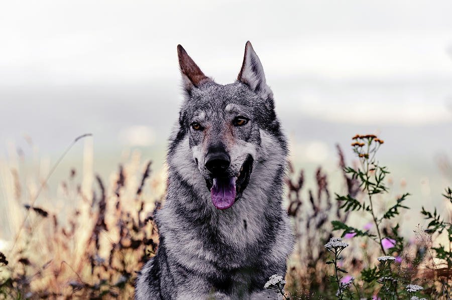 Czechoslovak Wolfdog in the field Photograph by Johana Mlichova - Fine ...