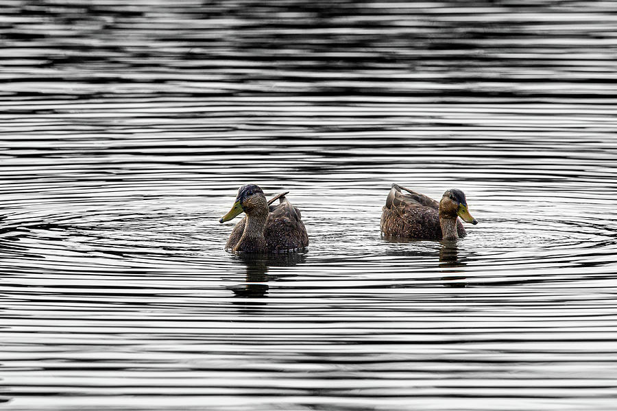 Dabbling Ducks Photograph by Dale Kincaid