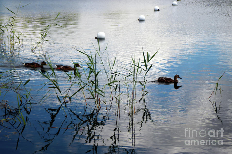Dabbling Ducks Photograph by Doc Braham