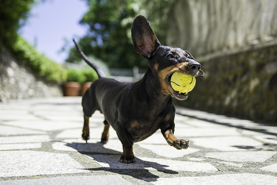 Dachshund Photograph by Belive...