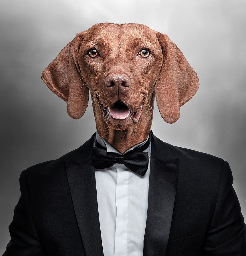 Vizsla Dog In Tuxedo Surreal Digital Art
