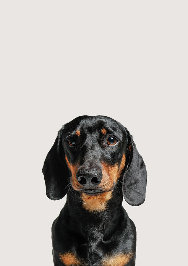 Dachshund Photograph - Dachshund Dog Portrait by Zoltan Toth