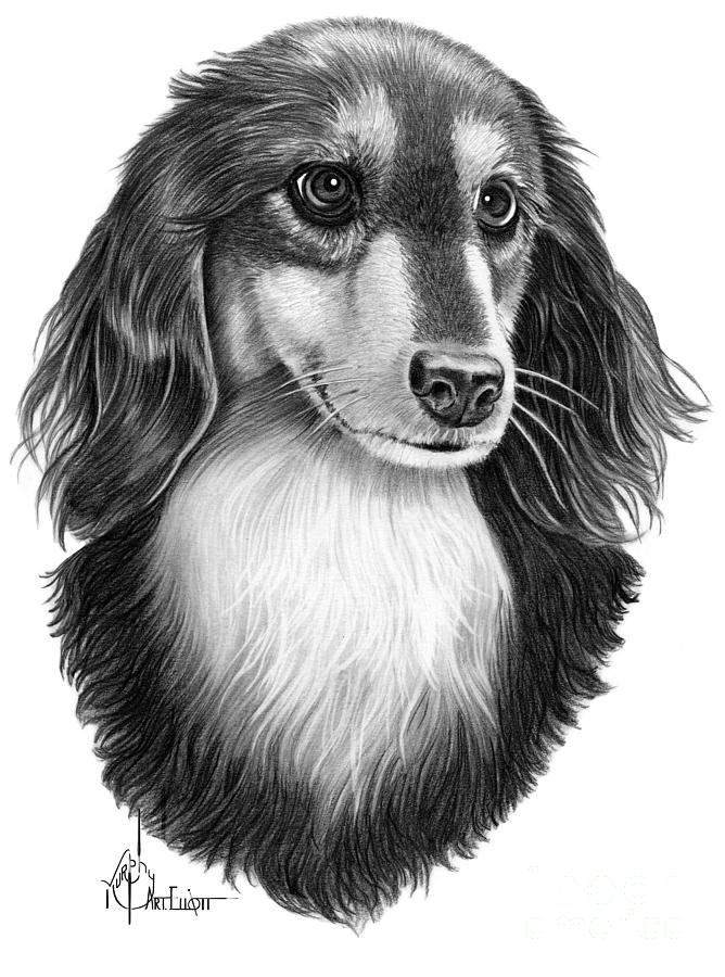 wiener dog drawing