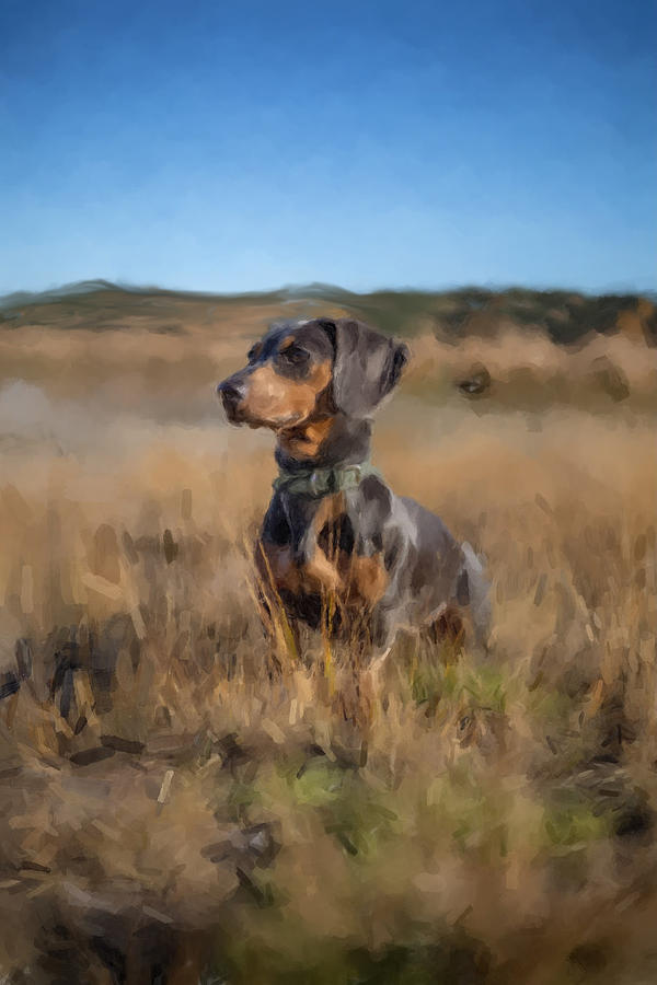 Dachshund in a Field Painting by Gary Arnold