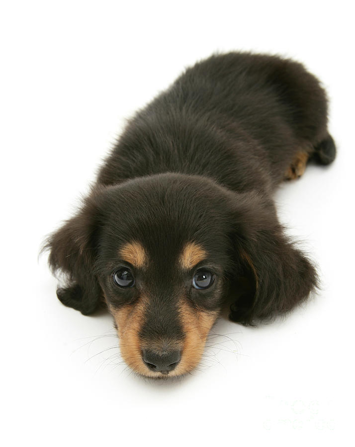 Dachshund pup lying with chin on the floor Photograph by Warren Photographic