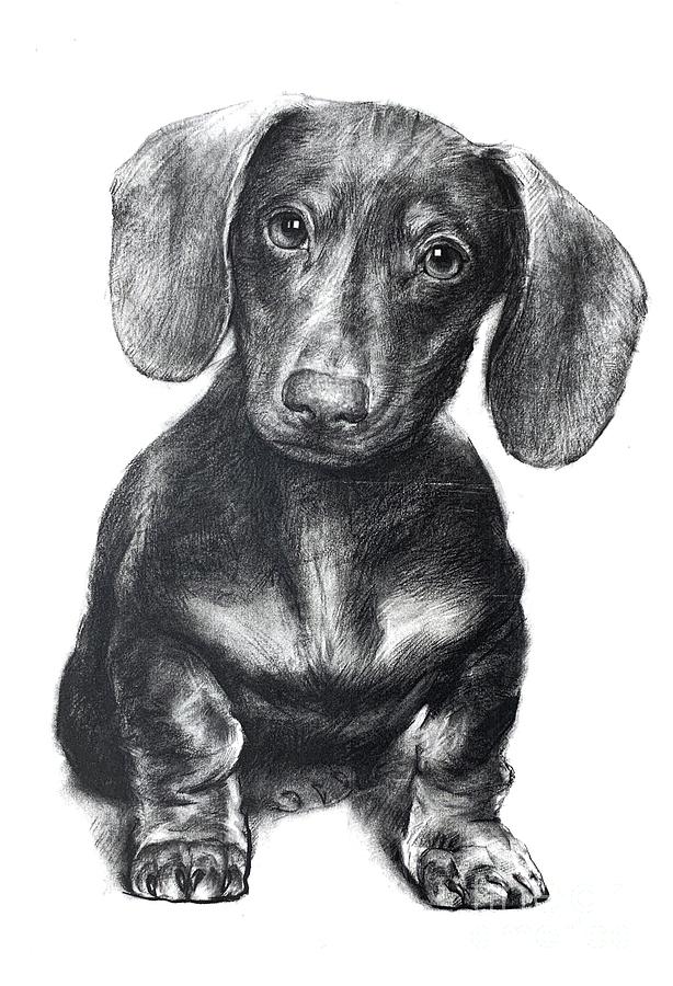 Dachshund puppy's portrait by charcoal pencil Drawing by Wendy Huang
