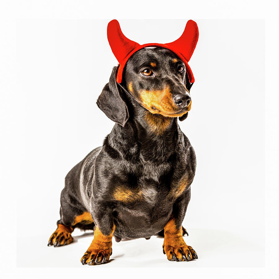 Dachshund with Devil Horns on White Background Photograph by SR Green