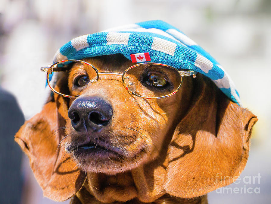 Animal Photograph - Dacsuhund with hat and eyeglasses by David Litschel