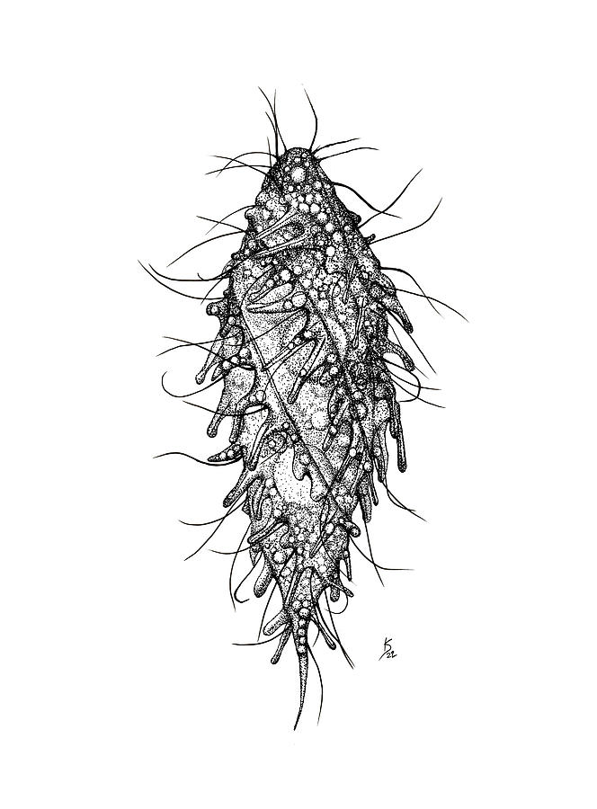 Dactylochlamys pisciformis Drawing by Katelyn Solbakk