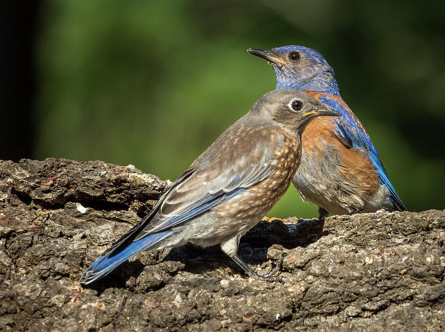Dad and Baby Bluebird Photograph by Jean Noren