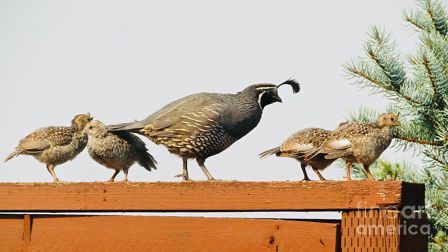 Daddy and 4 Baby Quail Photograph by Phyllis Kaltenbach