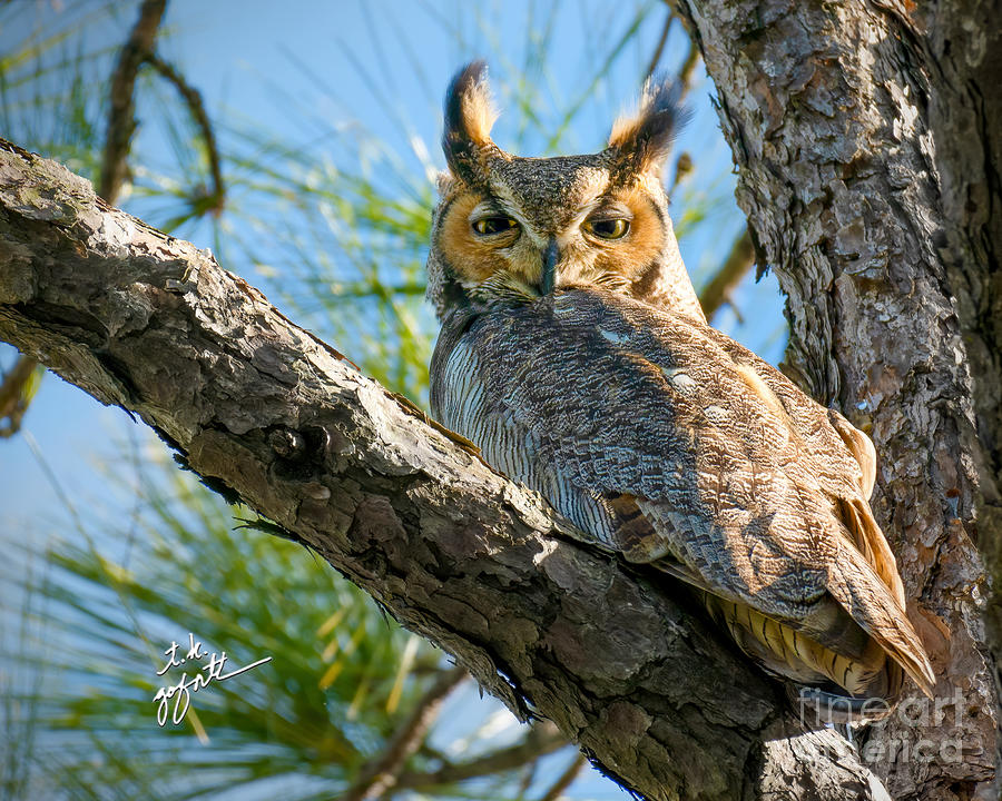 Daddy Great Horned Owl On Lookout Photograph by TK Goforth