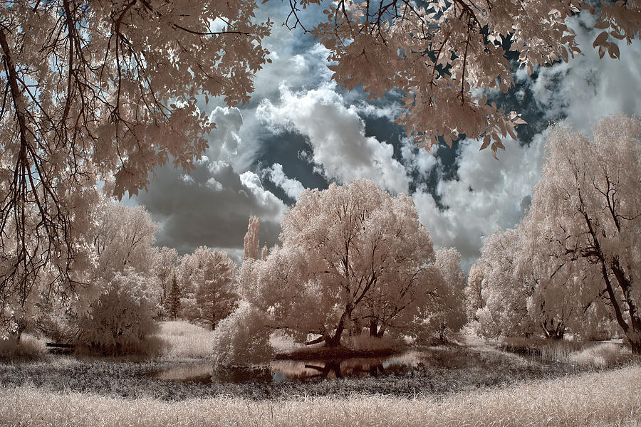 Dads Pond - infrared view of weeping willows around a summer pond Photograph by Peter Herman