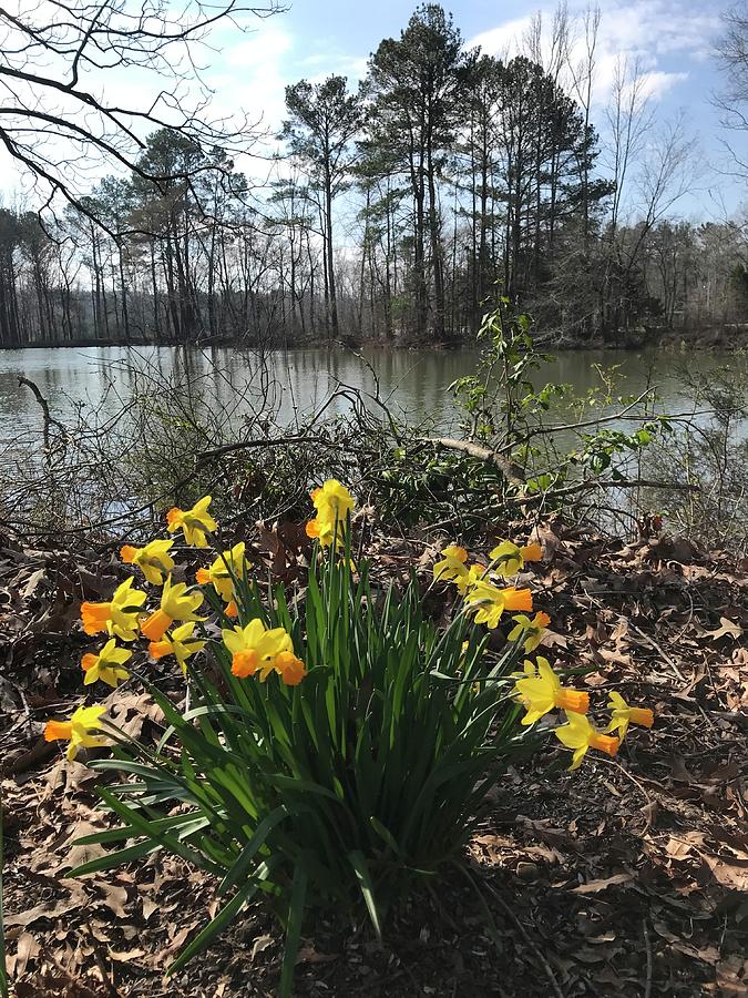 Daffies in Alabama  Photograph by Kathy Clark