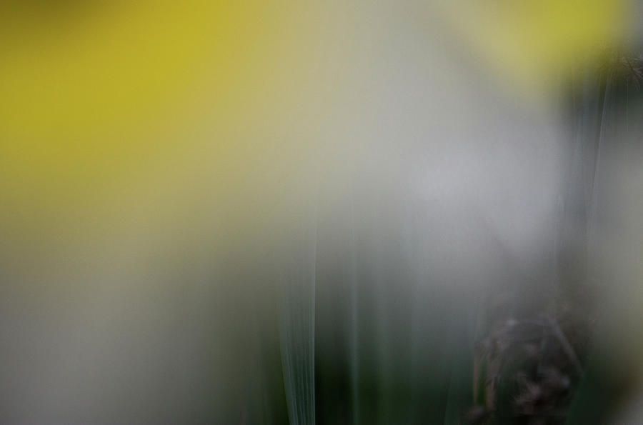 Daffodil, Abstract by Amanda Rimmer Daffodil, Abstract by Amanda Rimmer