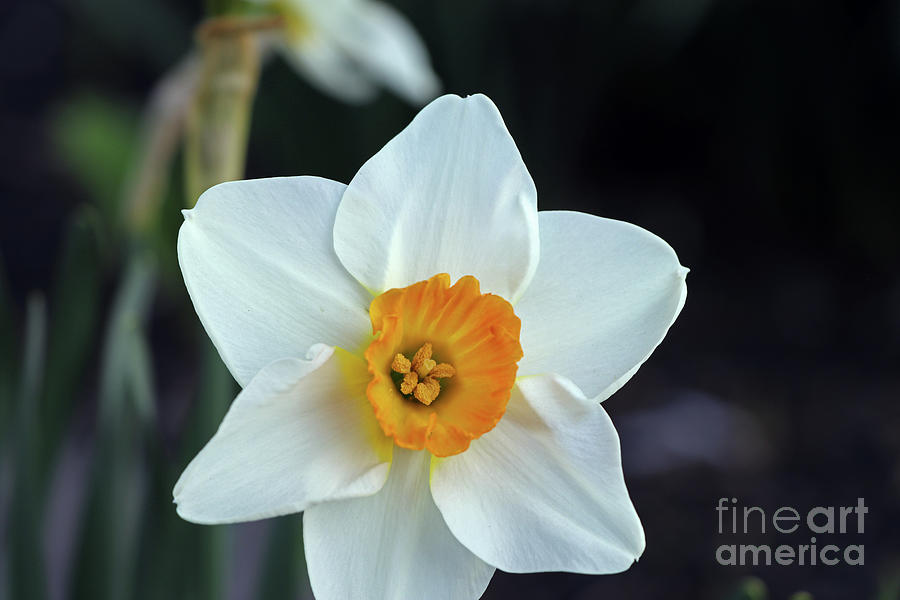 Daffodil 2723 Photograph by Jack Schultz