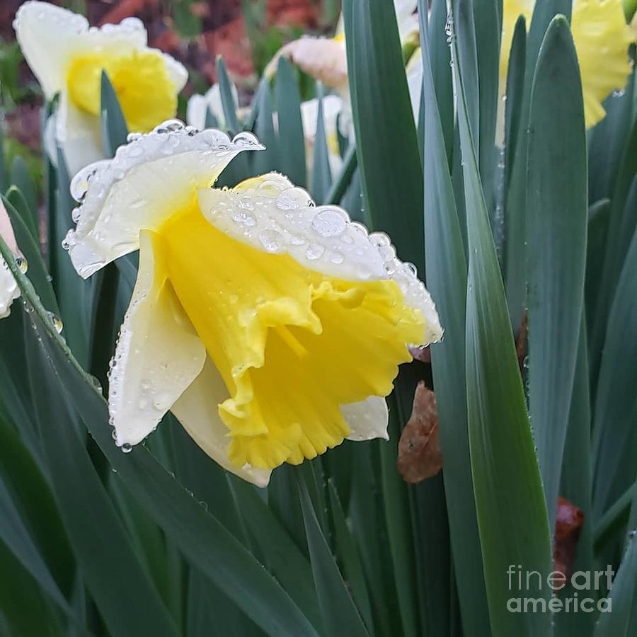 Daffodil after Rain Photograph by Anita Adams