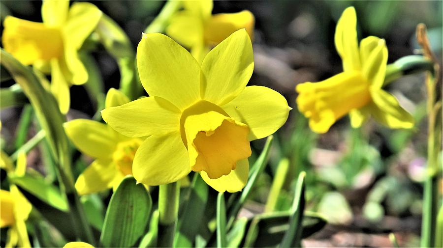 Daffodil Photograph by Agnieszka Gerwel