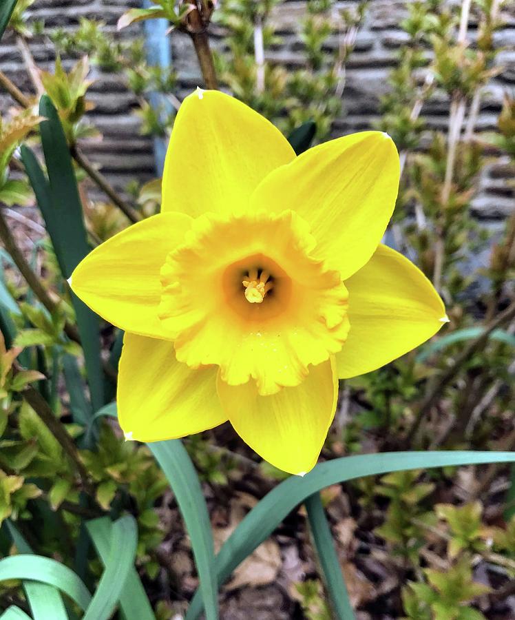 Daffodil Photograph by Alex Fox - Fine Art America