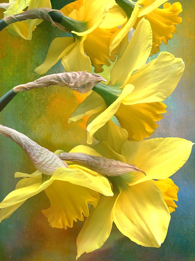 Daffodil Amaryllis Photograph