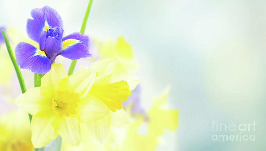 Daffodil and Iris Flowers Photograph by Anastasy Yarmolovich