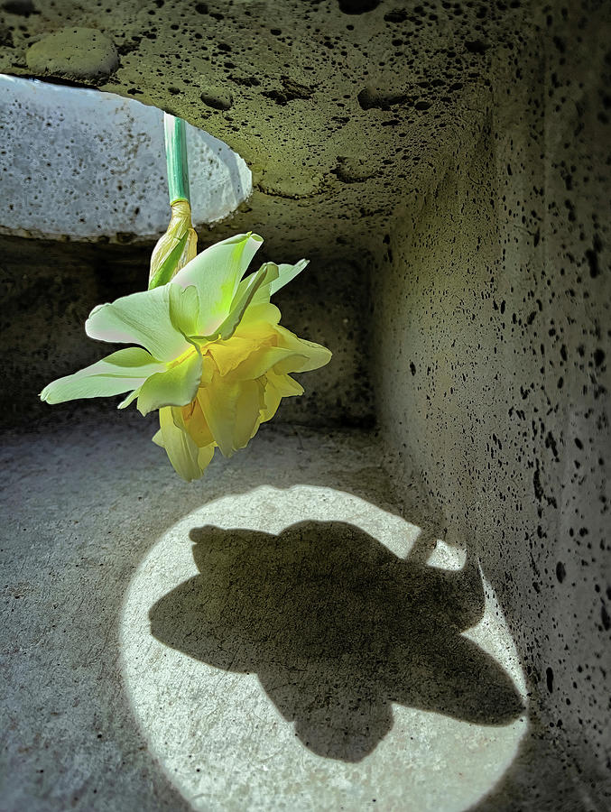 Daffodil And Shadow In The Cornhole Tunnel Photograph by Gary Slawsky