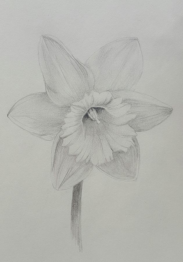 Daffodil Drawing by Anna Pacheco | Pixels