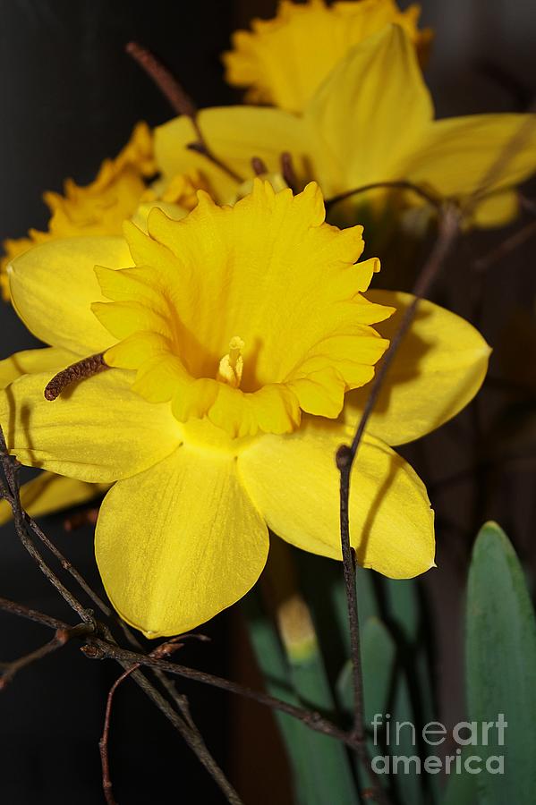 Daffodil Beauty Photograph by Claudia Zahnd-Prezioso