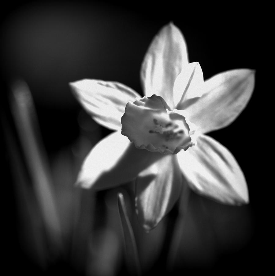 Daffodil Bloom Black and White Photograph by Joseph Skompski - Fine Art ...