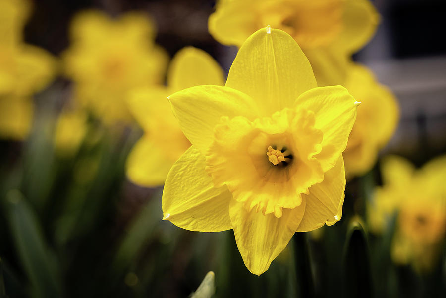 Daffodil Bloom Photograph by Craig A Walker